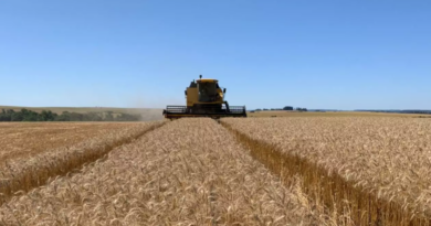 A produção de grãos deve totalizar 342,7 milhões de toneladas em 2026, uma queda de 1% em relação a 2025. Foto: FecoAgro/Divulgação