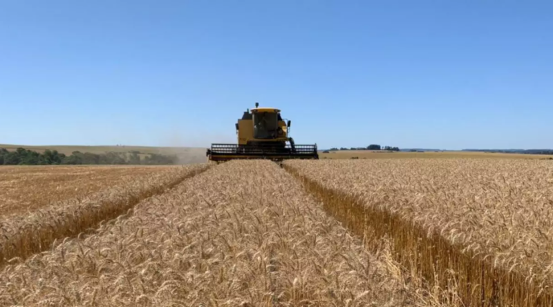 A produção de grãos deve totalizar 342,7 milhões de toneladas em 2026, uma queda de 1% em relação a 2025. Foto: FecoAgro/Divulgação