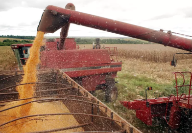 A agropecuária foi o setor que mais cresceu no segundo trimestre deste ano Foto: Agência Brasil
